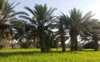 روستای زیبای نیلگان